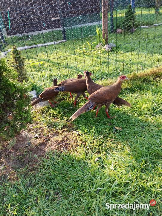 Bazanty srebrne młodzież Przydwórz