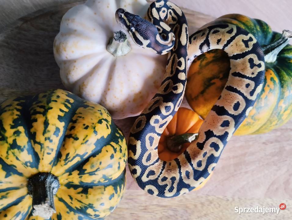 Pyton królewski węże wąż pytony królewskie Zwierzęta Olsztyn