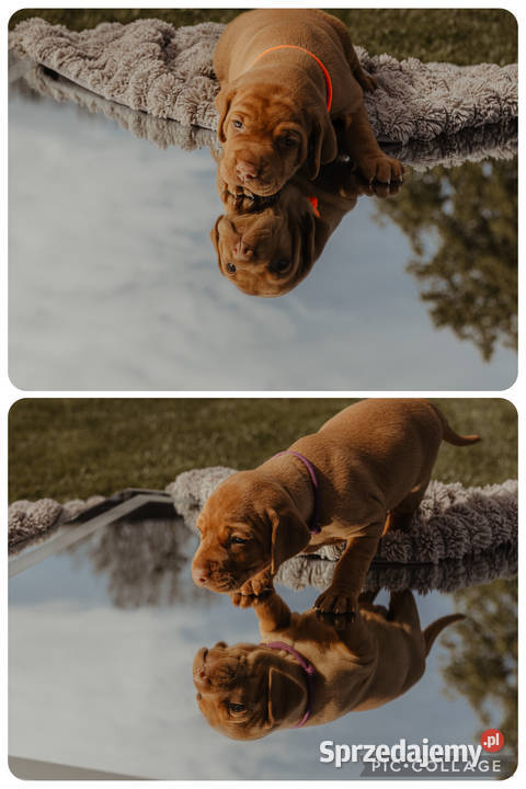 Szczenię Wyżeł Węgierski rodowód metryka ZKWPFCI Gdańsk