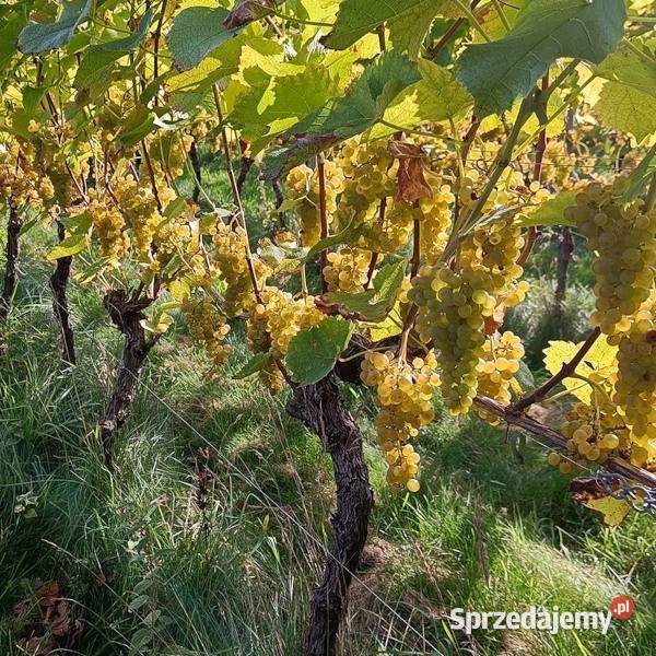 WINOROŚL SOLARIS Vitis sadzonki w doniczkach Ustronie
