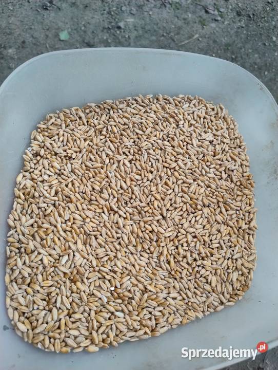 Sprzedam pszenzyto Ostrów Lubelski