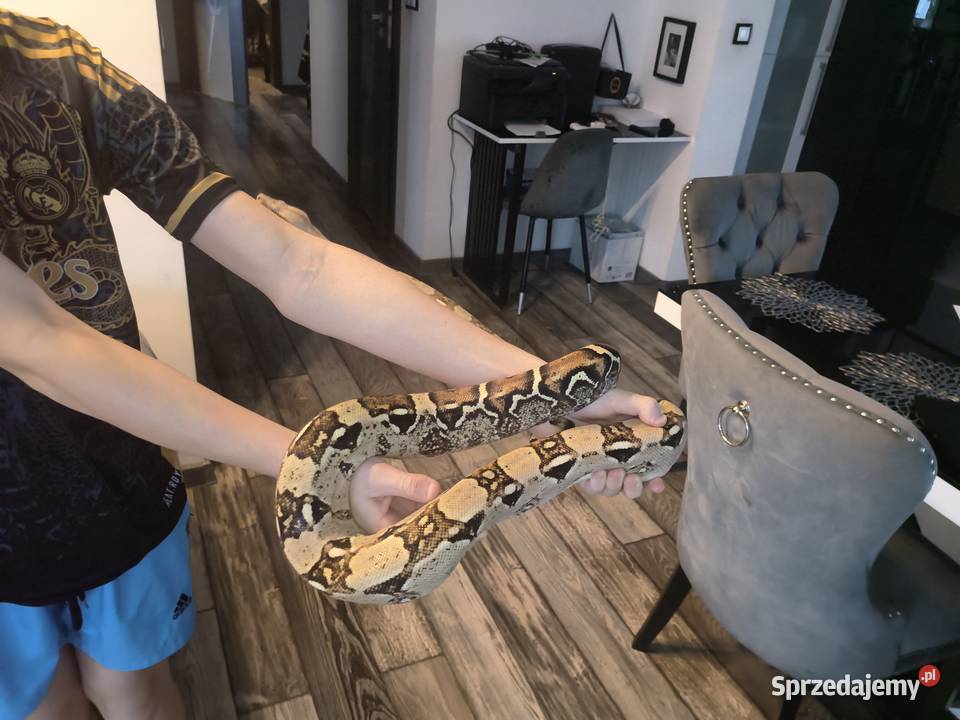 Boa imperator Dębno