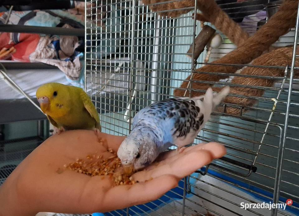 Papugi faliste papuga falista sprzedam