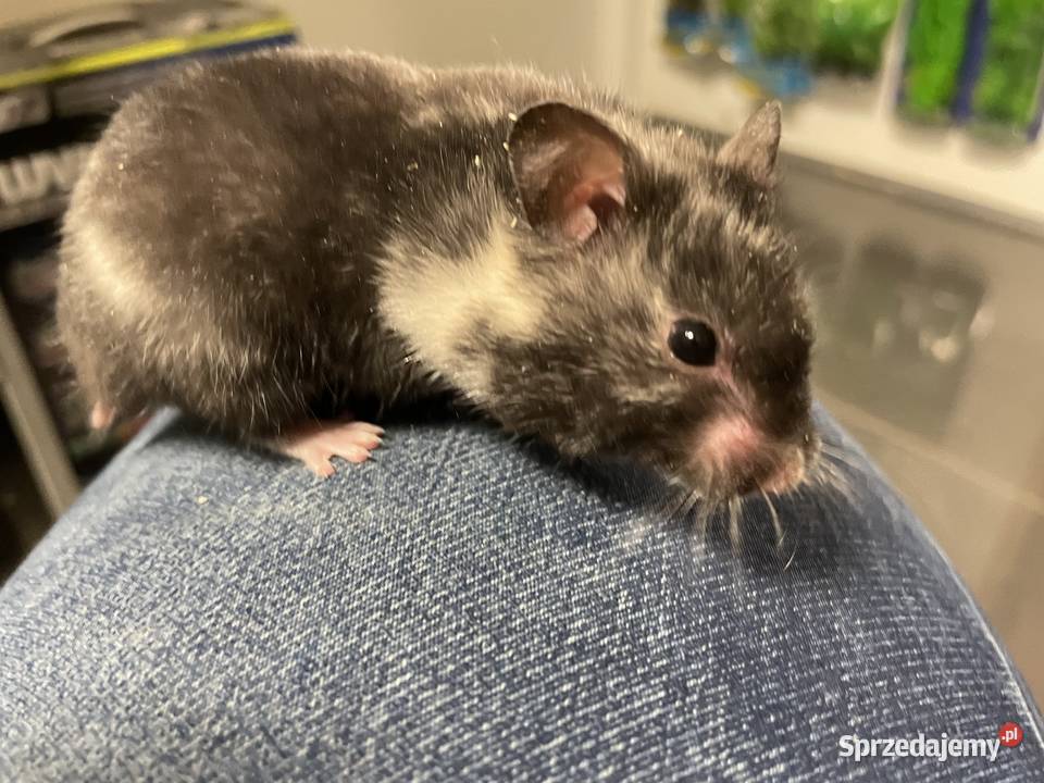 chomik syryjski różne kolory Gryzonie Gliwice
