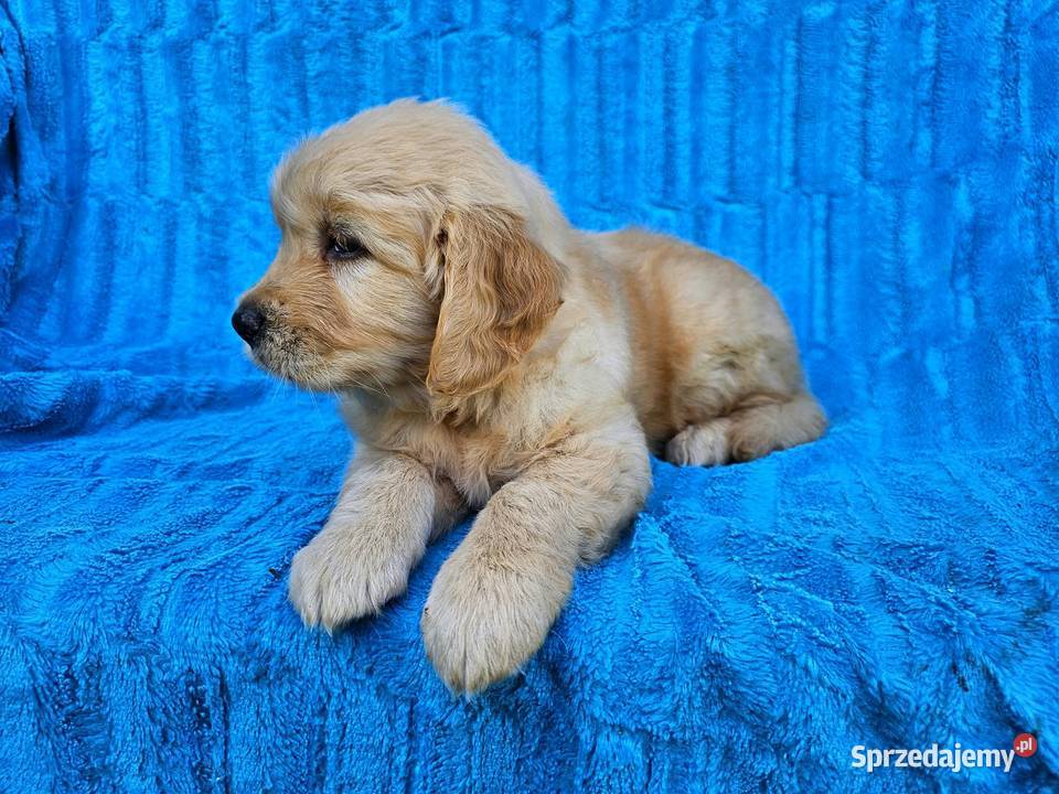 Golden Retriever złoty szczeniak Polesie
