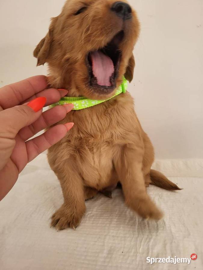 Chłopaki Golden retriever ciemno złote maluszki