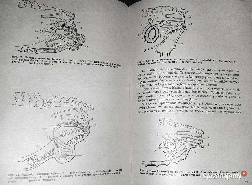 Ogólna hodowla zwierząt Bolesław Nowicki Chełm sprzedam