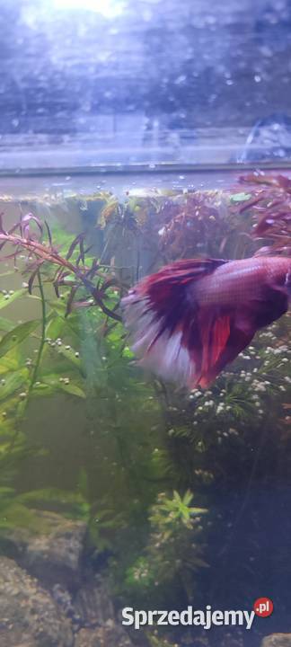 Sprzedam samca bojownika Ryby Zamość sprzedam
