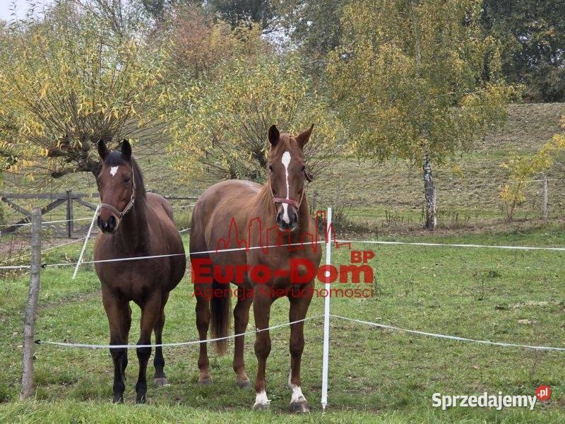 Renomowana stajnia na sprzedaż Pruszków sprzedam