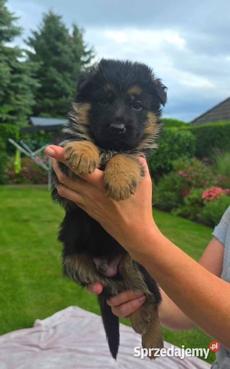 Owczarek Niemiecki szczenieta rodowod FCI Wiązów