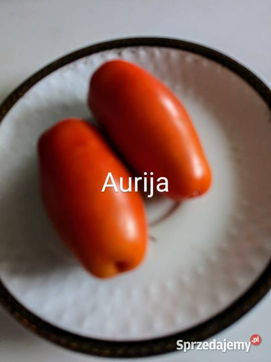 SanMarzano Aurija Pomidor kolekcja 2024 Kraków