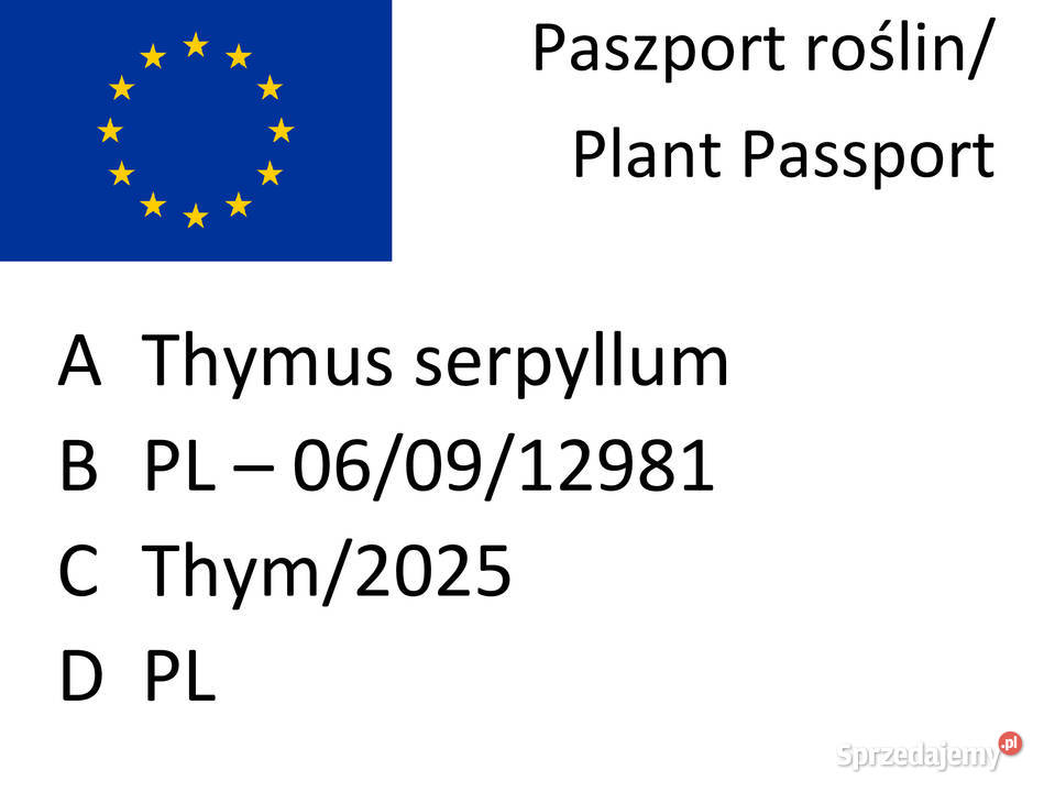 Macierzanka piaskowa pachnąca miododajna Ogród Lublin