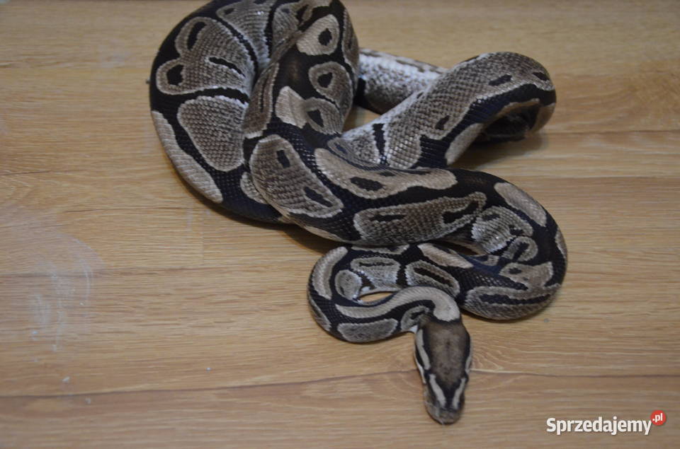 Python regius Chocznia