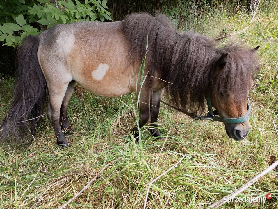 Na sprzedaż trzy kuce możliwość zakupu Zawieprzyce