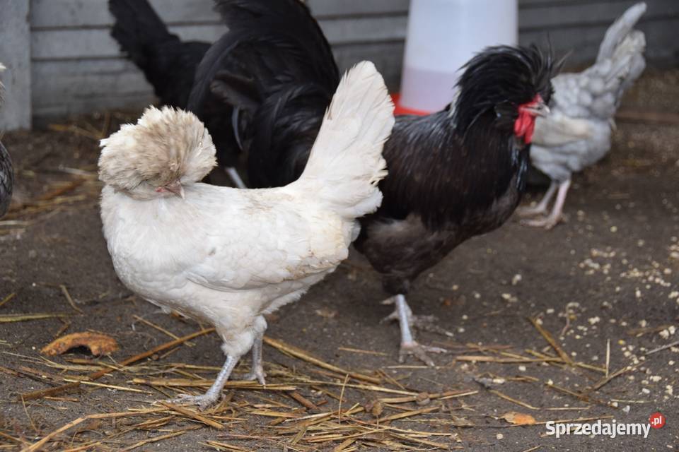 Kogut ozdobny czubatki Łochów