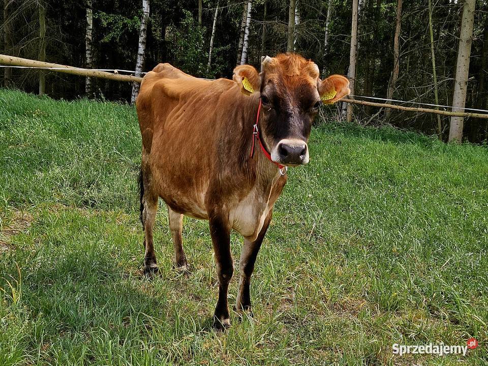 Sprzedam jałówke 100jersey z mlekiem Golub-Dobrzyń