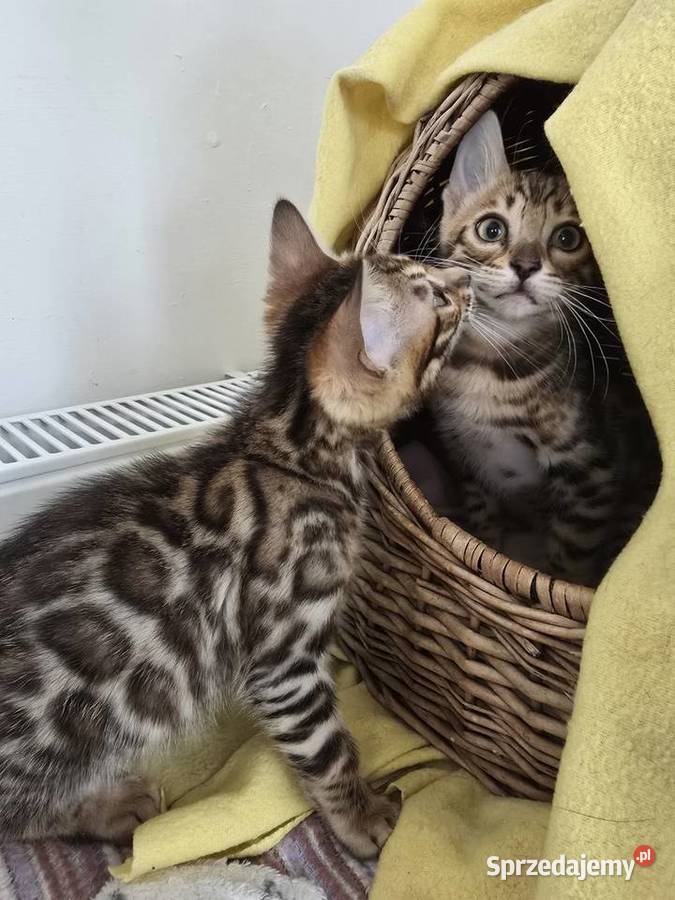 Kociaki Bengalskie gotowe do odbioru Józefów