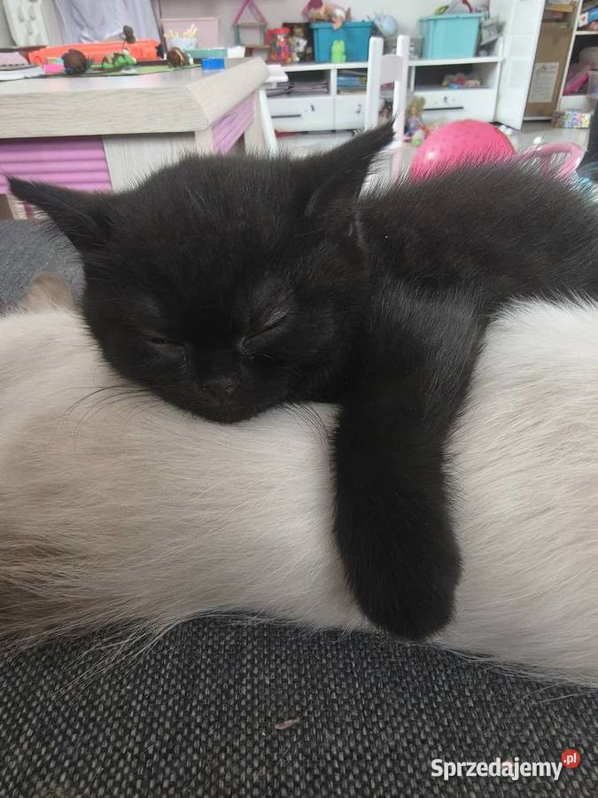 Kotka brytyjska BARBI z rodowodem FPLFIFe gotowa Przemyśl