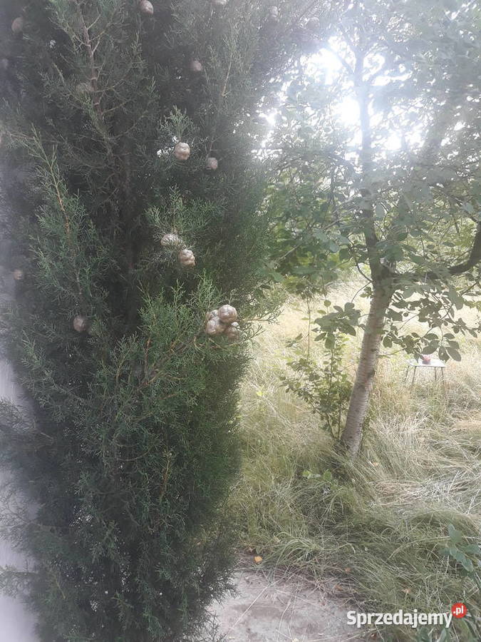 Działka ROD Wodnik Obornicka Różanka Wrocław