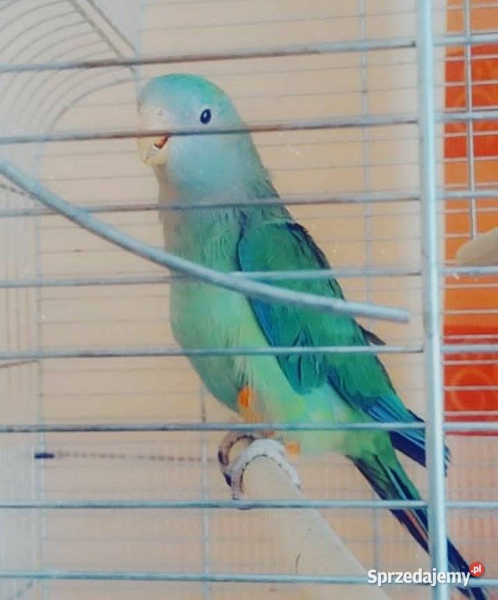 Papuga nimfa i barabanda Ptaki