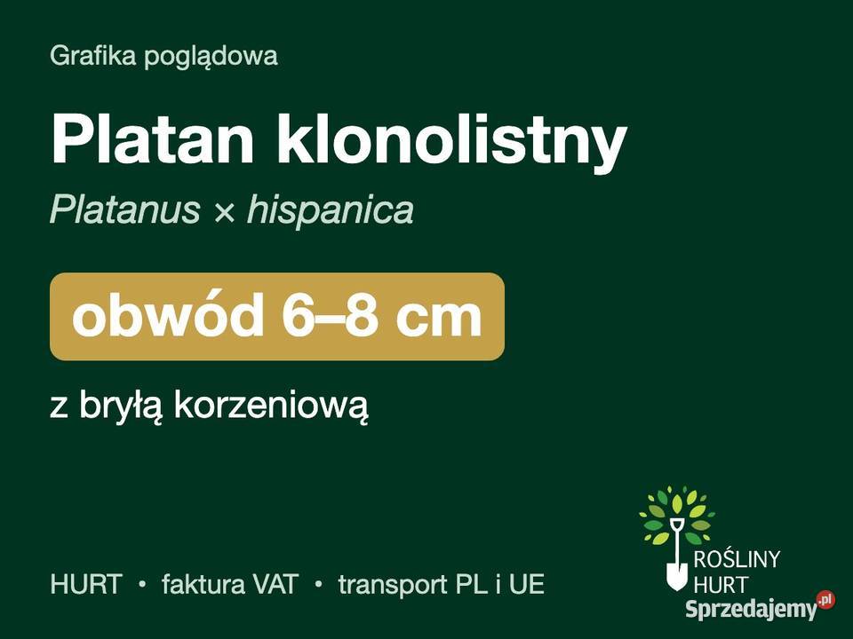 Platan klonolistny Platanus hispanica obwód 68 z wielkopolskie