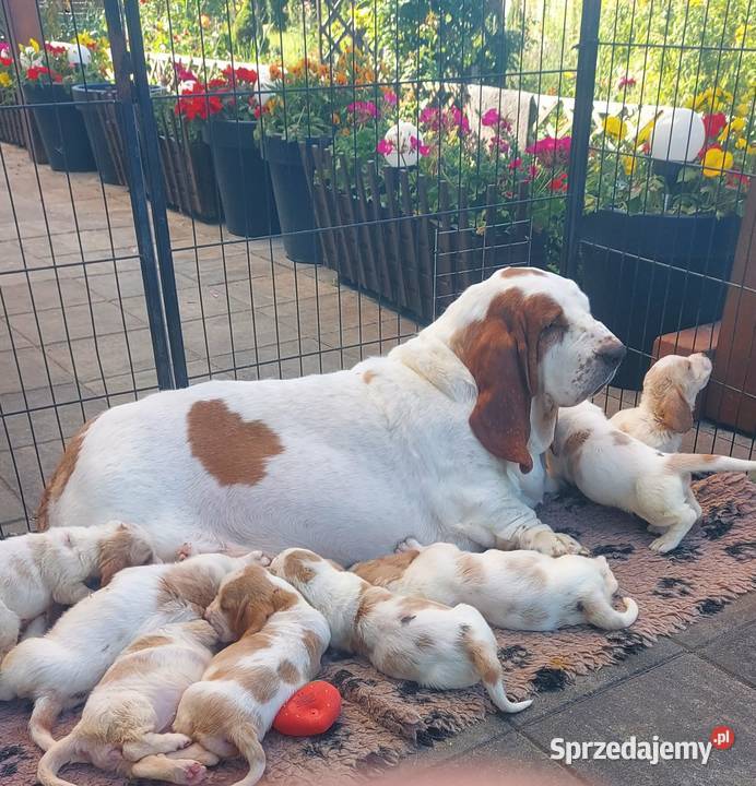 Basset hound szczenięta z renomowanej hodowli Basset Hound wielkopolskie Batorowo