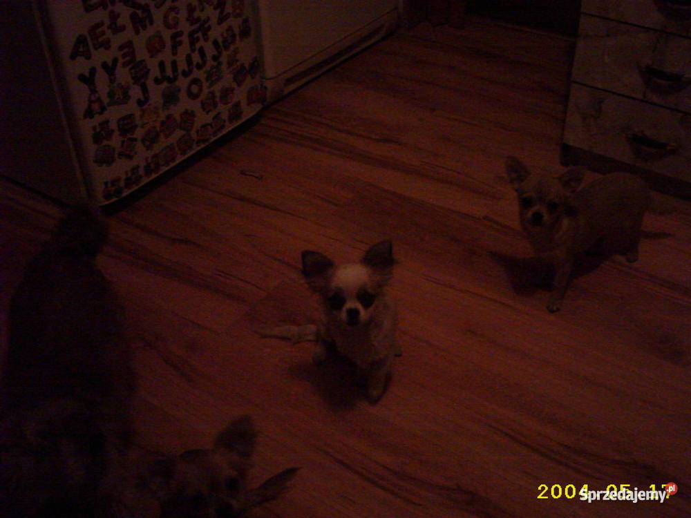 pieska rasy chihuahua Bilcza