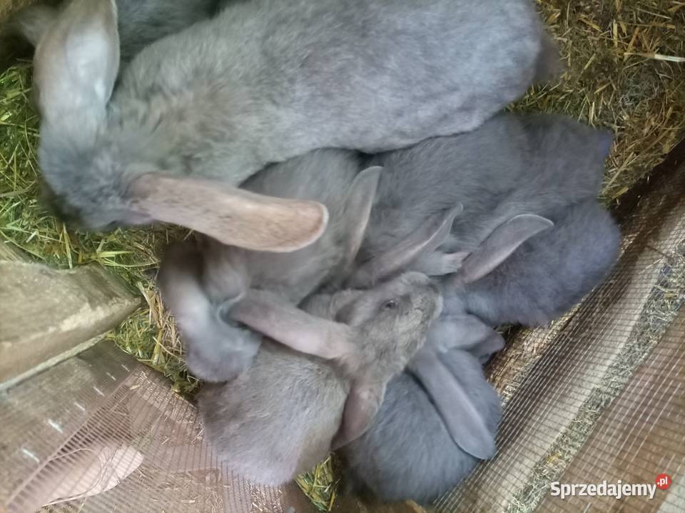 Króliki Baran Francuski lubelskie