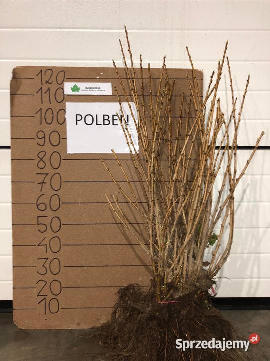 Sadzonki porzeczki czarnej POLBEN licencja Stary Pożóg