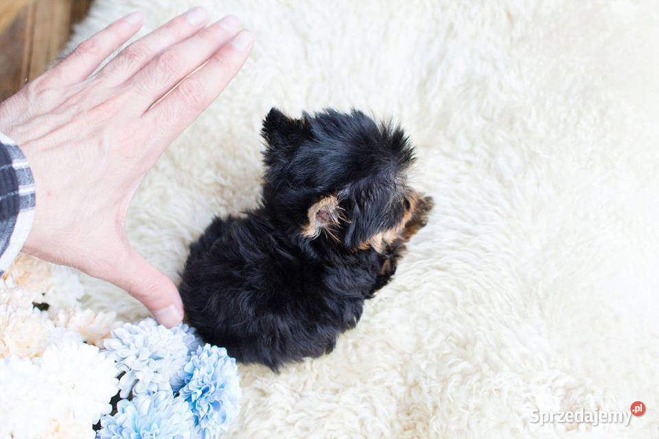 DOVE MINIMICRO CUDEŃKA YORKSHIRE TERRIER Psy Gdańsk