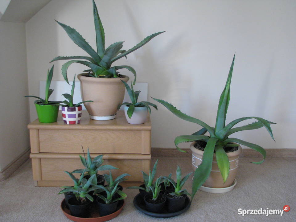 Agawa zdrowe ukorzenione sadzonki do ogrodu małopolskie Brzegi