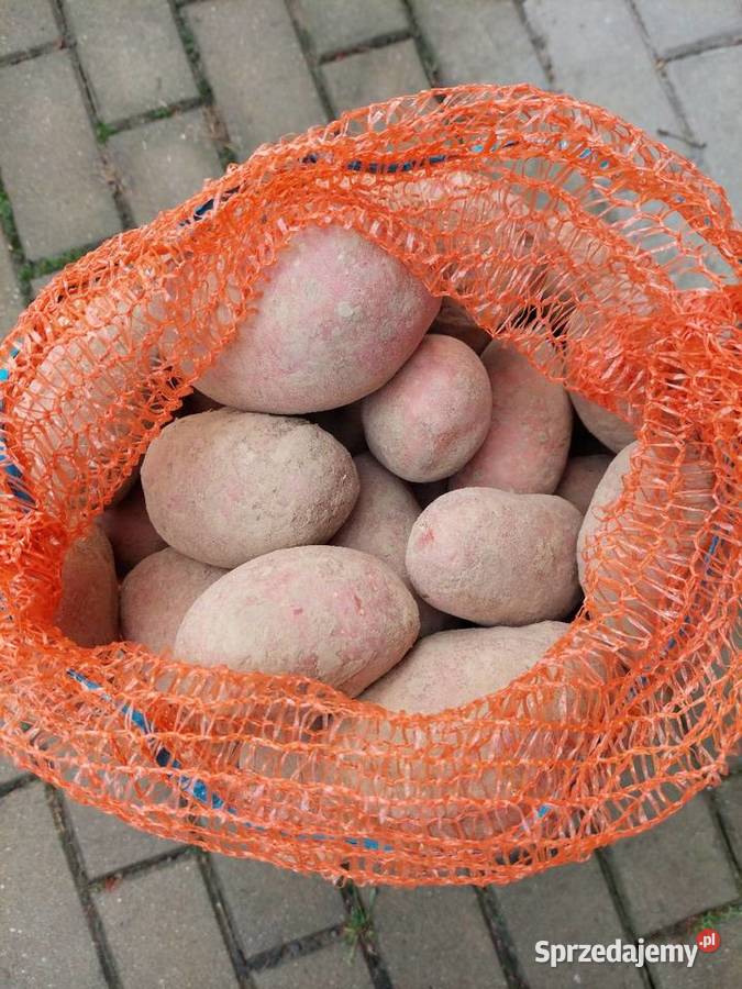 Ziemiaki jadalne Bellarosa Marabel Batorz