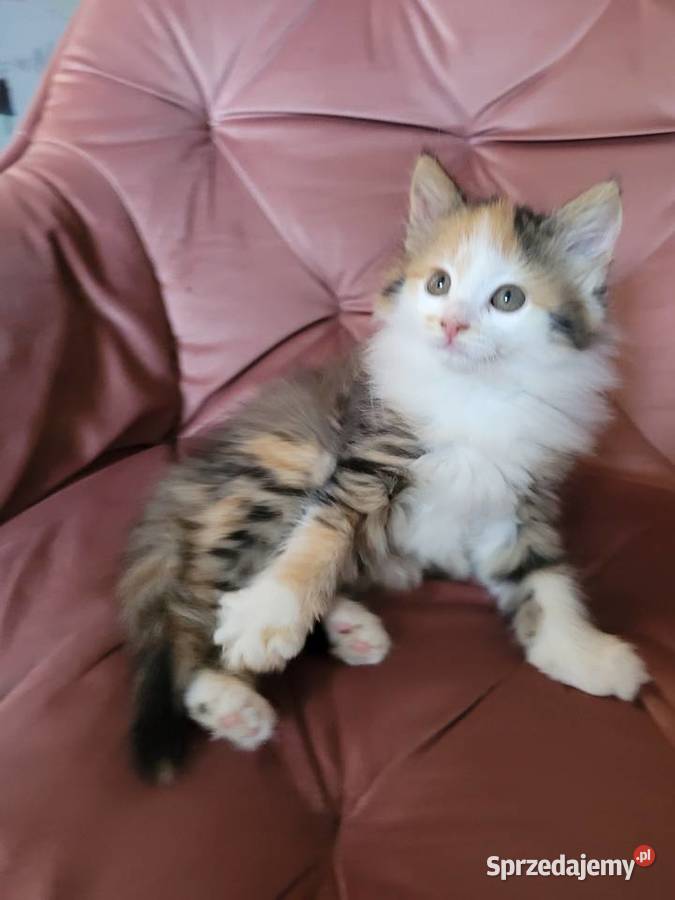 Kotki Maine Coon Polesie Mikułowskie