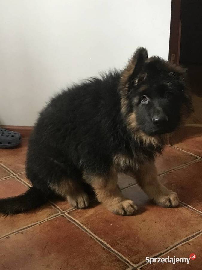 Owczarek niemiecki długowłosy potężne szczeniaki Klimontów sprzedam