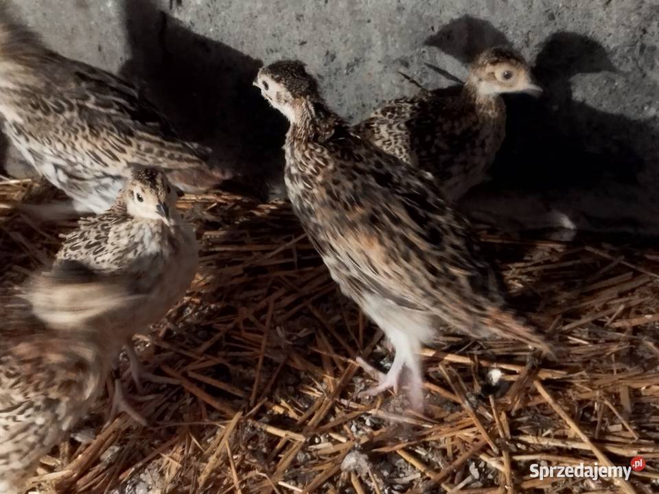 Sprzedam młode bażanty polne Ptaki Kalisz