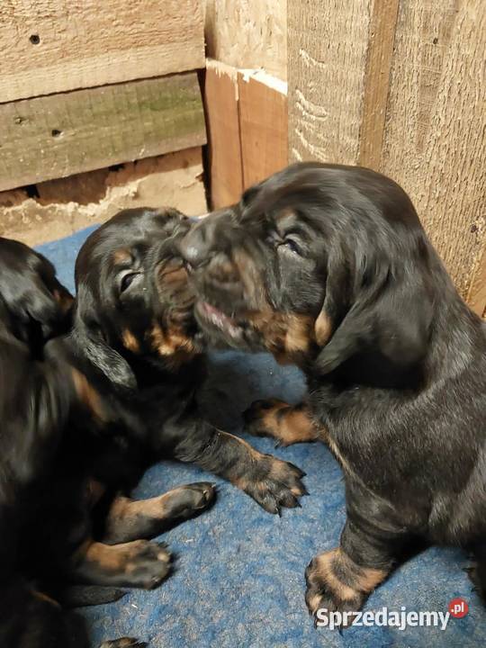 Gończy polski szczeniaczki Kościan