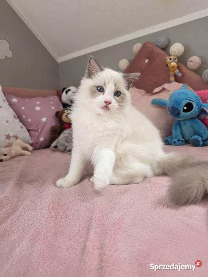 słodki kocurek kotek Latte FPL FiFE juz gotowy Uścikowo