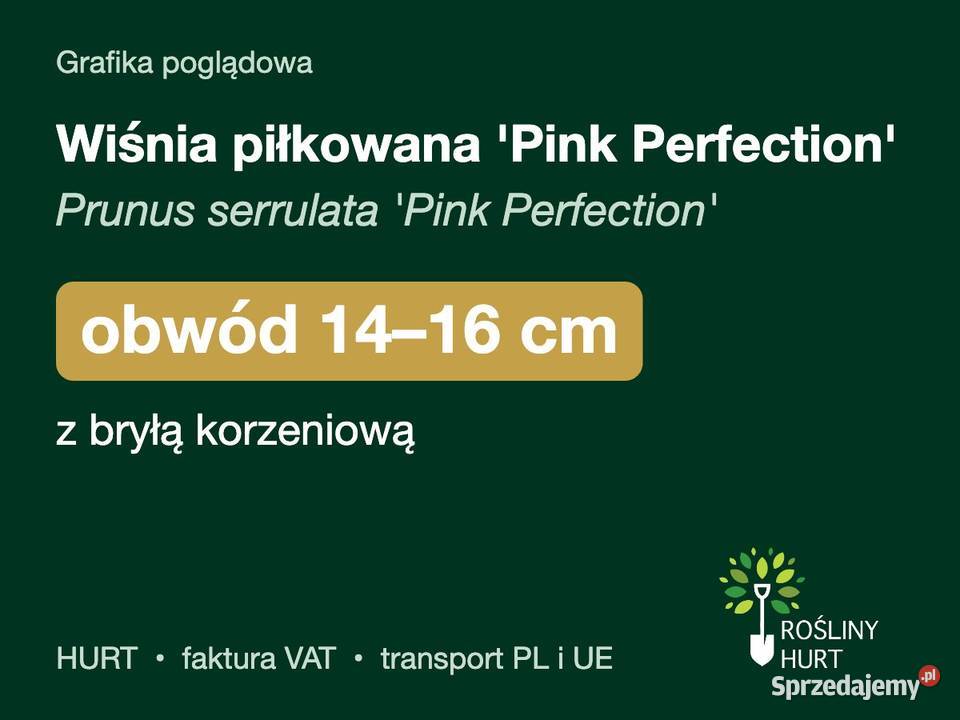 Wiśnia piłkowana Pink Perfection obwód 1416 z