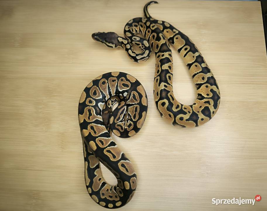 Promocja Pyton królewski Para 2 mazowieckie Makowiec