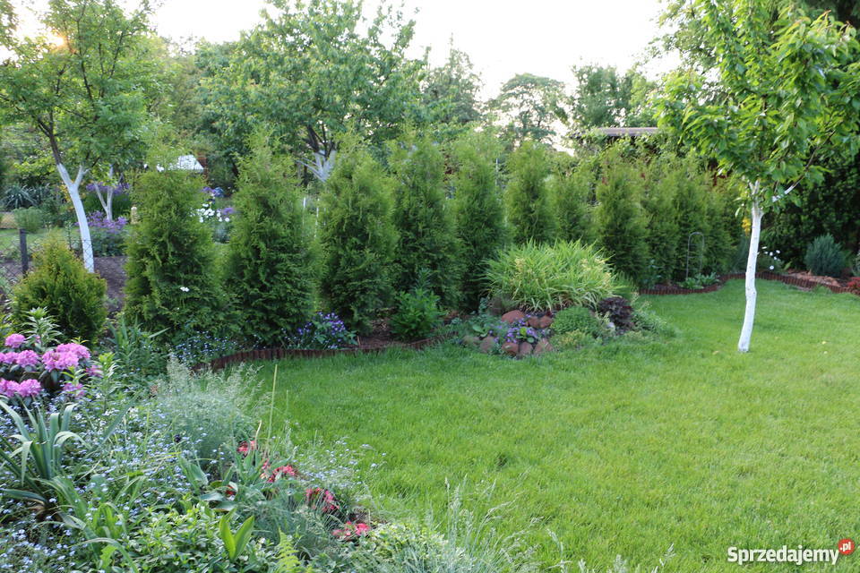 działka ROD Rubinkowo Niesiołowskiego Toruń