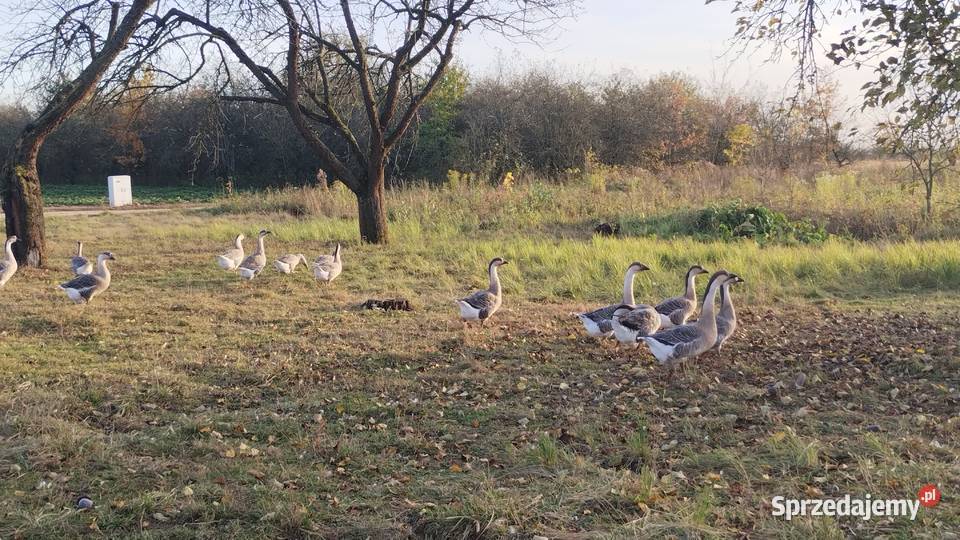 SPRZEDAM GĘSI Zalesie sprzedam