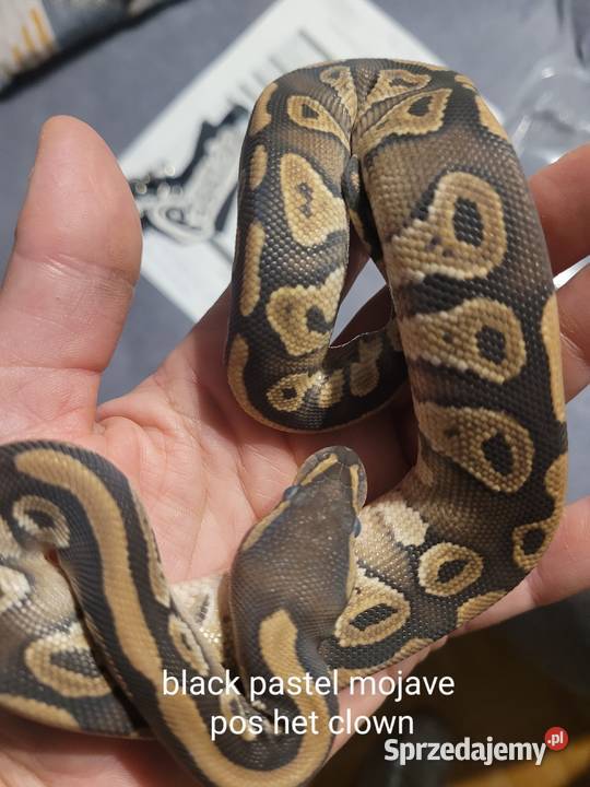 Samiec black pastel mojave pos het clown