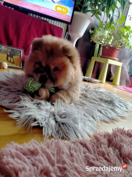 Piękny Piesek chow chow warszawa