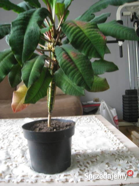 Wilczomlecz białounerwiony Benjamin sprzedam