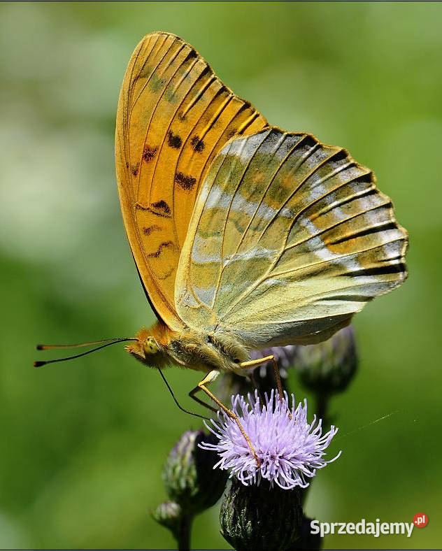 Sigma Nikon AF 300 APO IF F4D Macro Bełchatów