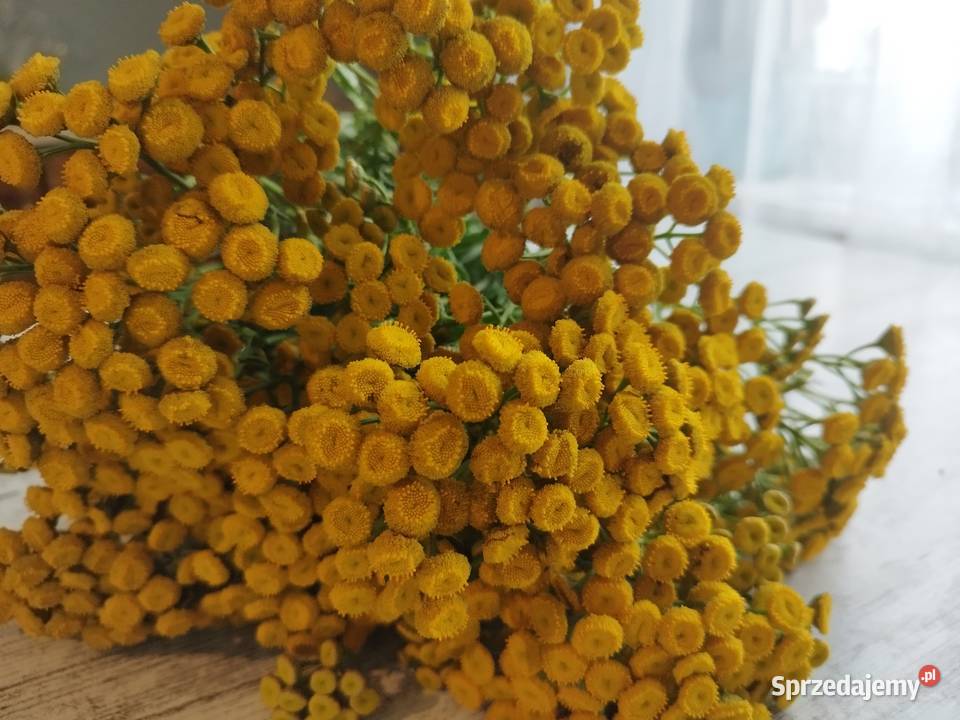 Wrotycz kwiat warmińsko-mazurskie Markusy