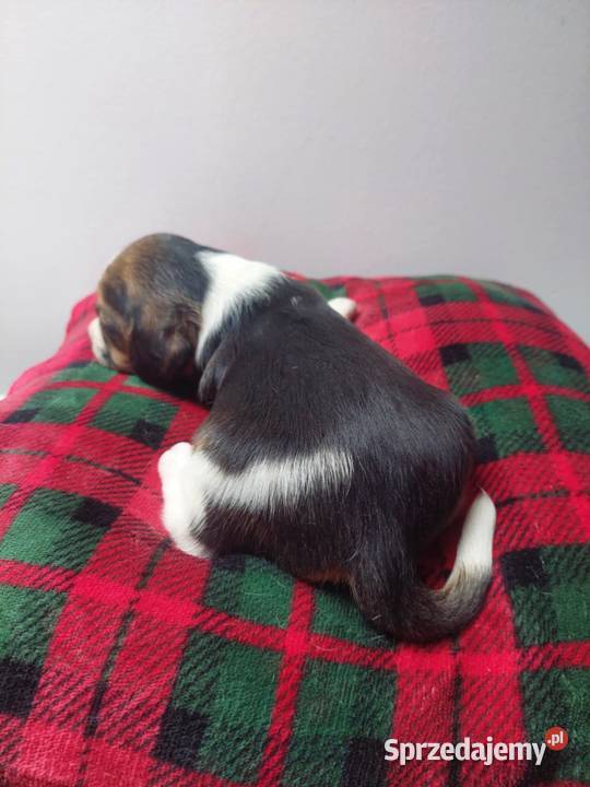 Szczeniaki rasy beagle piesek suczka Kraków sprzedam
