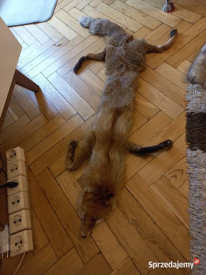 Kołnierz z lisa z mordka i łapkami rudy łódzkie Łódź