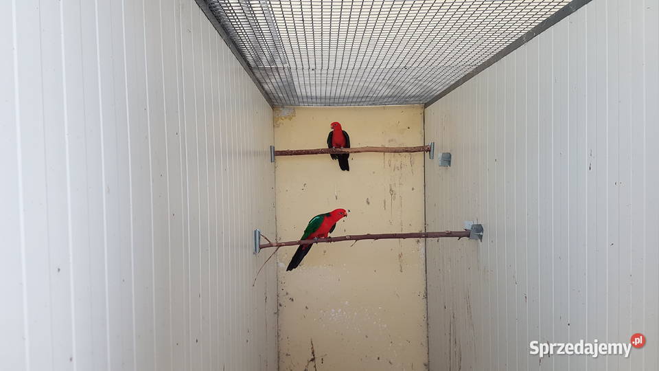 Szkarłatka królewska krasnopiórka Leszno