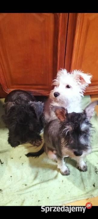 Sznaucer miniaturowy Złotoryja